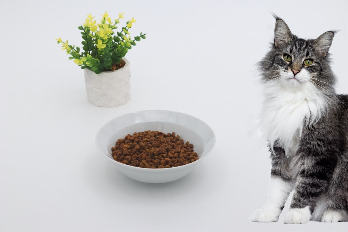 Kedi köpek mama kasesi 10cm Beyaz Seramik Yüksek Kalite BuShop