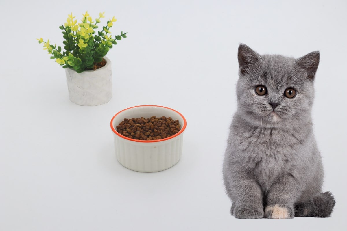 Kedi köpek mama kasesi 10cm Beyaz Seramik Yüksek Kalite BuShop