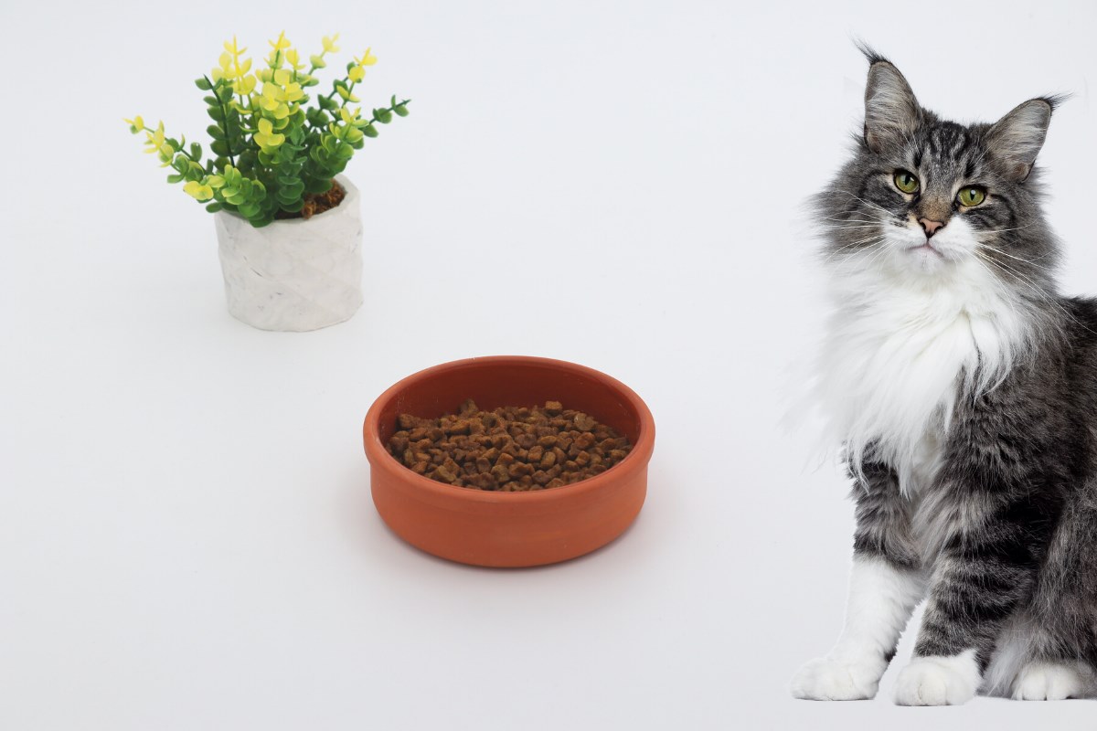 Kedi köpek mama kasesi 12 Kahverengi Seramik Yüksek Kalite BuShop
