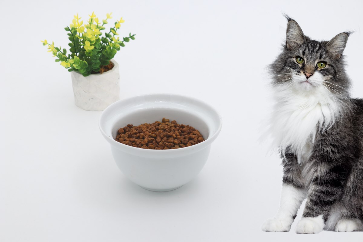 Kedi köpek mama kasesi 14cm  Beyaz Seramik Yüksek Kalite BuShop