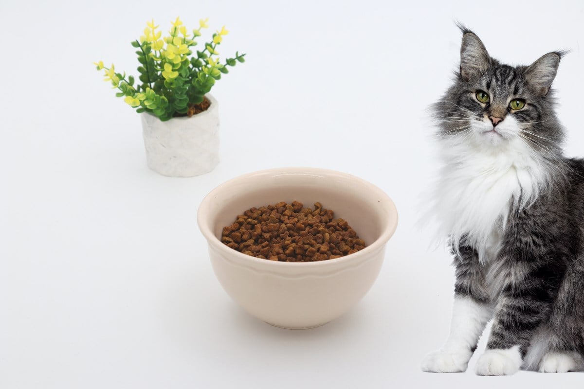 Kedi köpek mama kasesi 14cm Seramik Yüksek Kalite BuShop