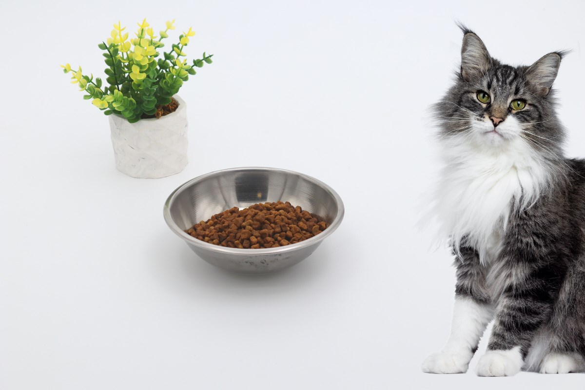 Kedi köpek mama kasesi 14cm  Metal Yüksek Kalite BuShop