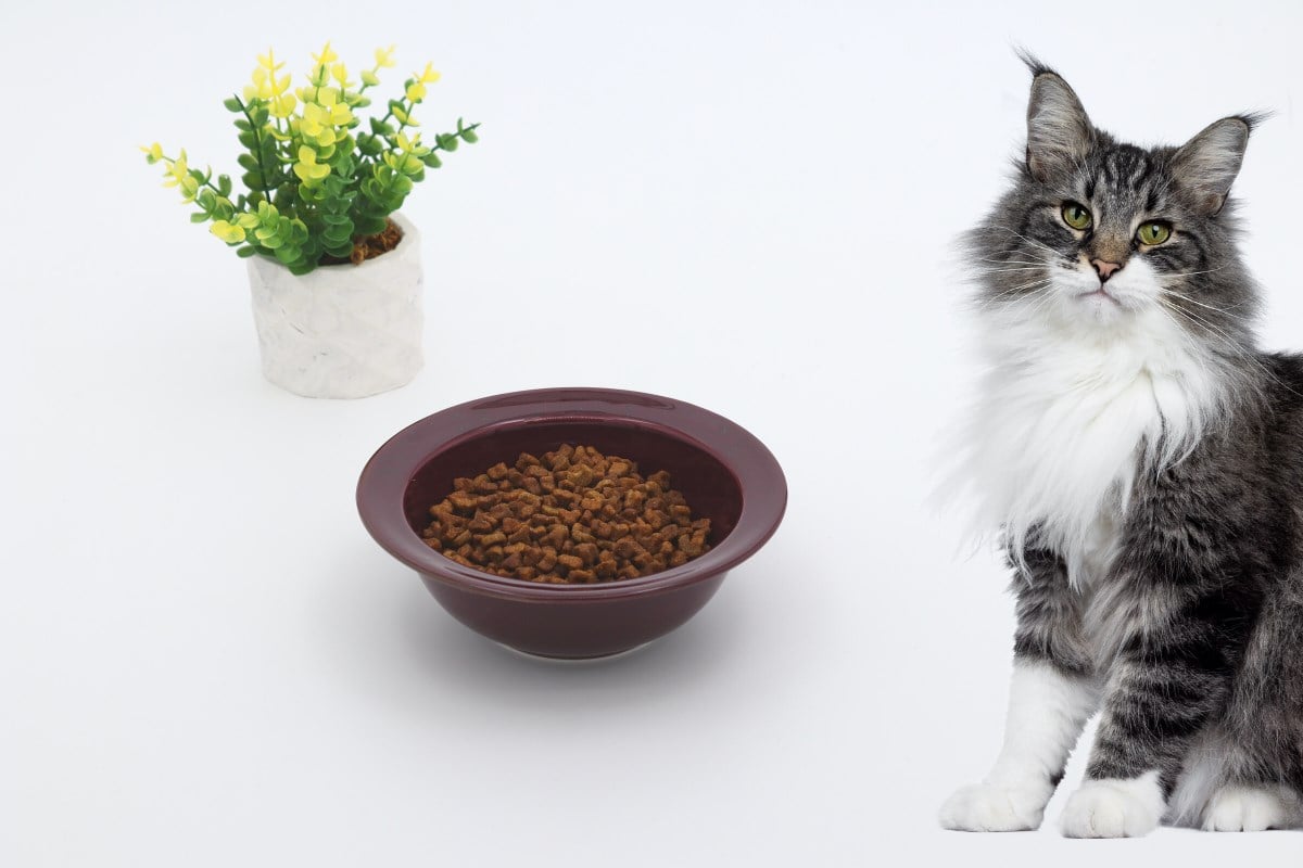 Kedi köpek mama kasesi 15cm Bordo Seramik Yüksek Kalite BuShop