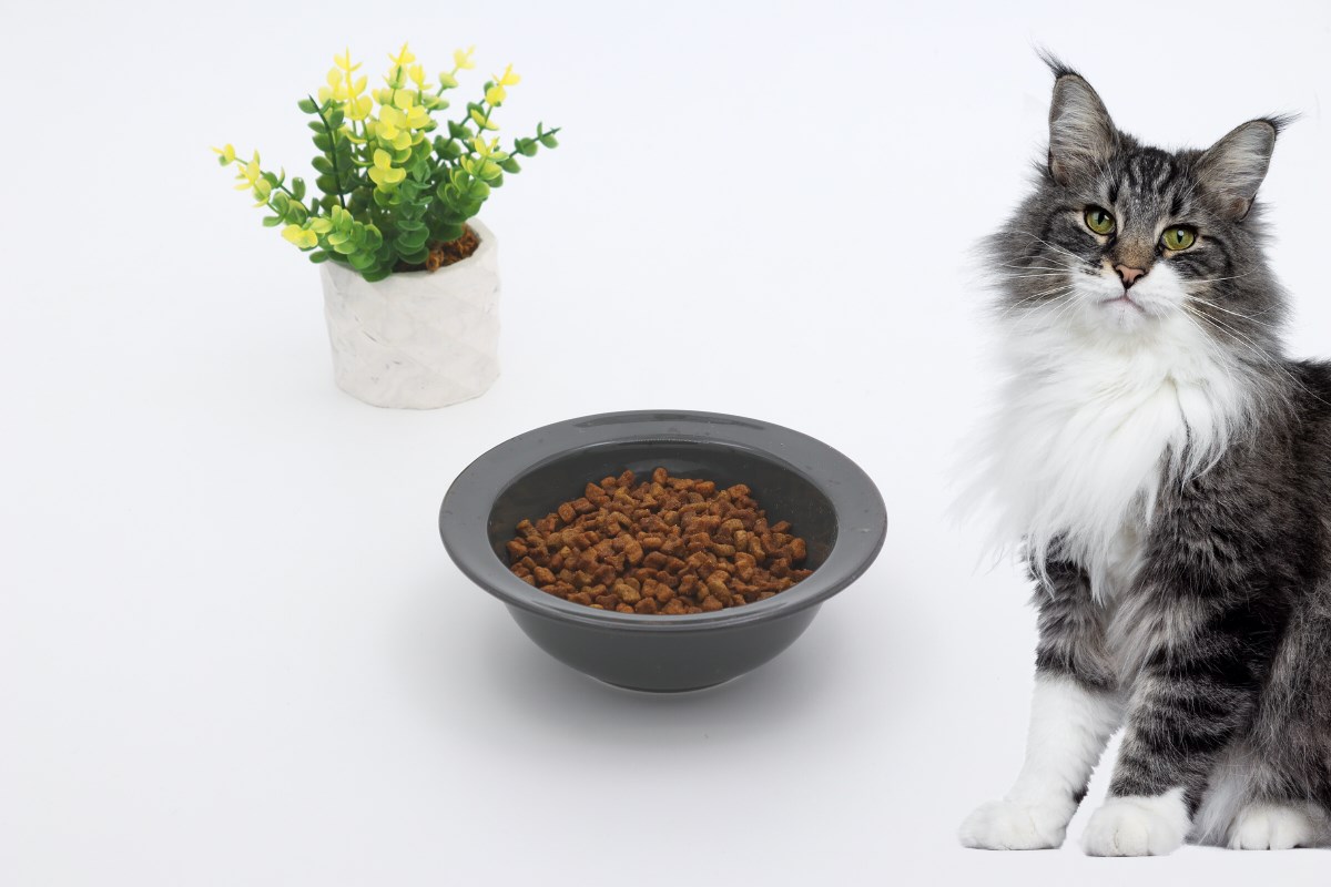 Kedi köpek mama kasesi 15cm Gri Seramik Yüksek Kalite BuShop