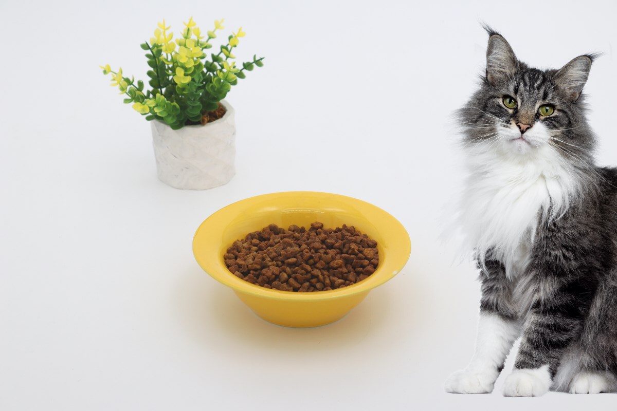 Kedi köpek mama kasesi 15cm Sarı Seramik Yüksek Kalite BuShop