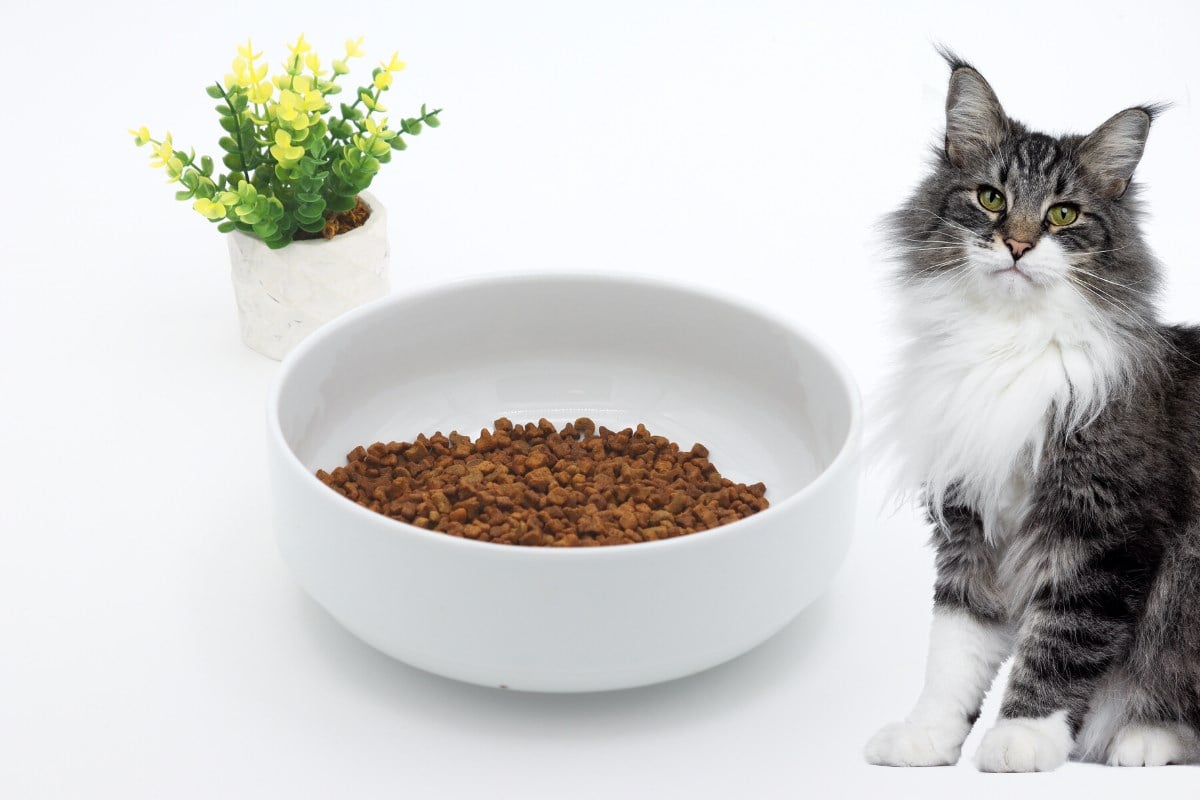 Kedi köpek mama kasesi 15cm  Seramik Yüksek Kalite BuShop