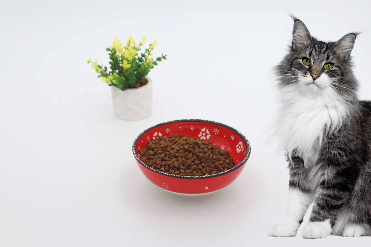 Kedi köpek mama kasesi 16cm Kırmızı Seramik  Bohem Yüksek Kalite BuShop