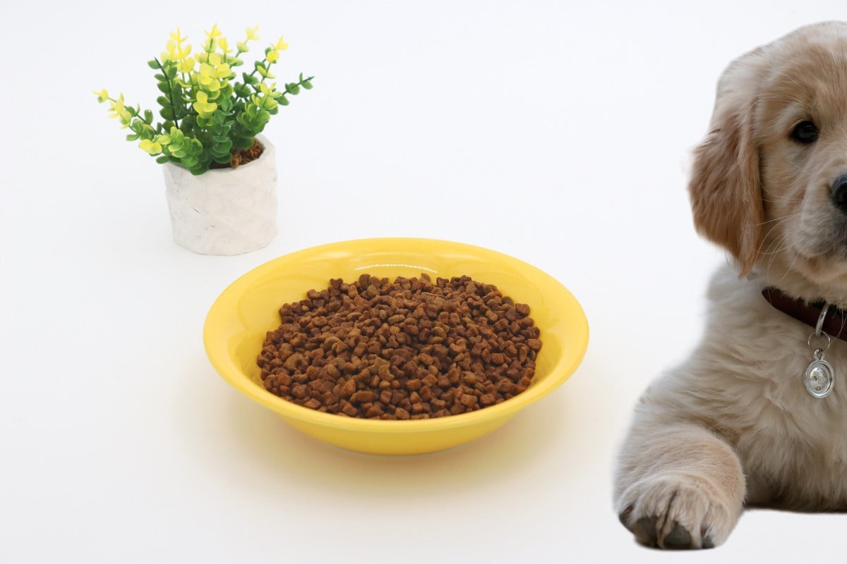 Kedi köpek mama kasesi 20cm Sarı Seramik Yüksek Kalite BuShop