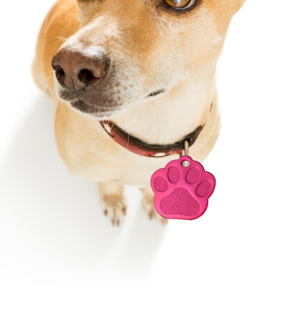 Kedi Köpek Tasma Ucu ve Pati Künyesi Pembe Bushop