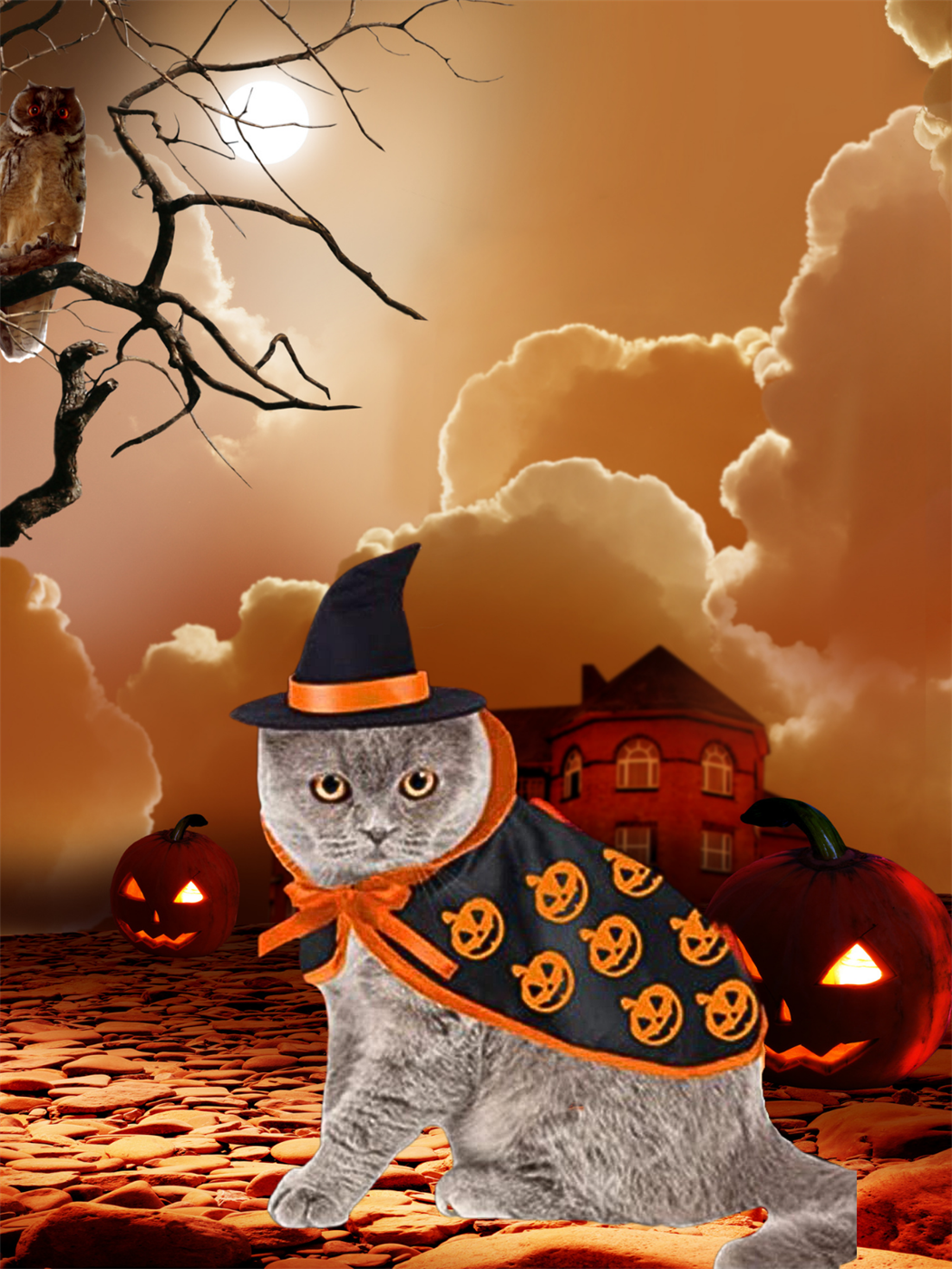 Kedi Kostümü, Kedi Elbisesi, Kedi Kıyafeti ,Şapkalı Takımı  Kumaş,halloween Temalı, M Beden 