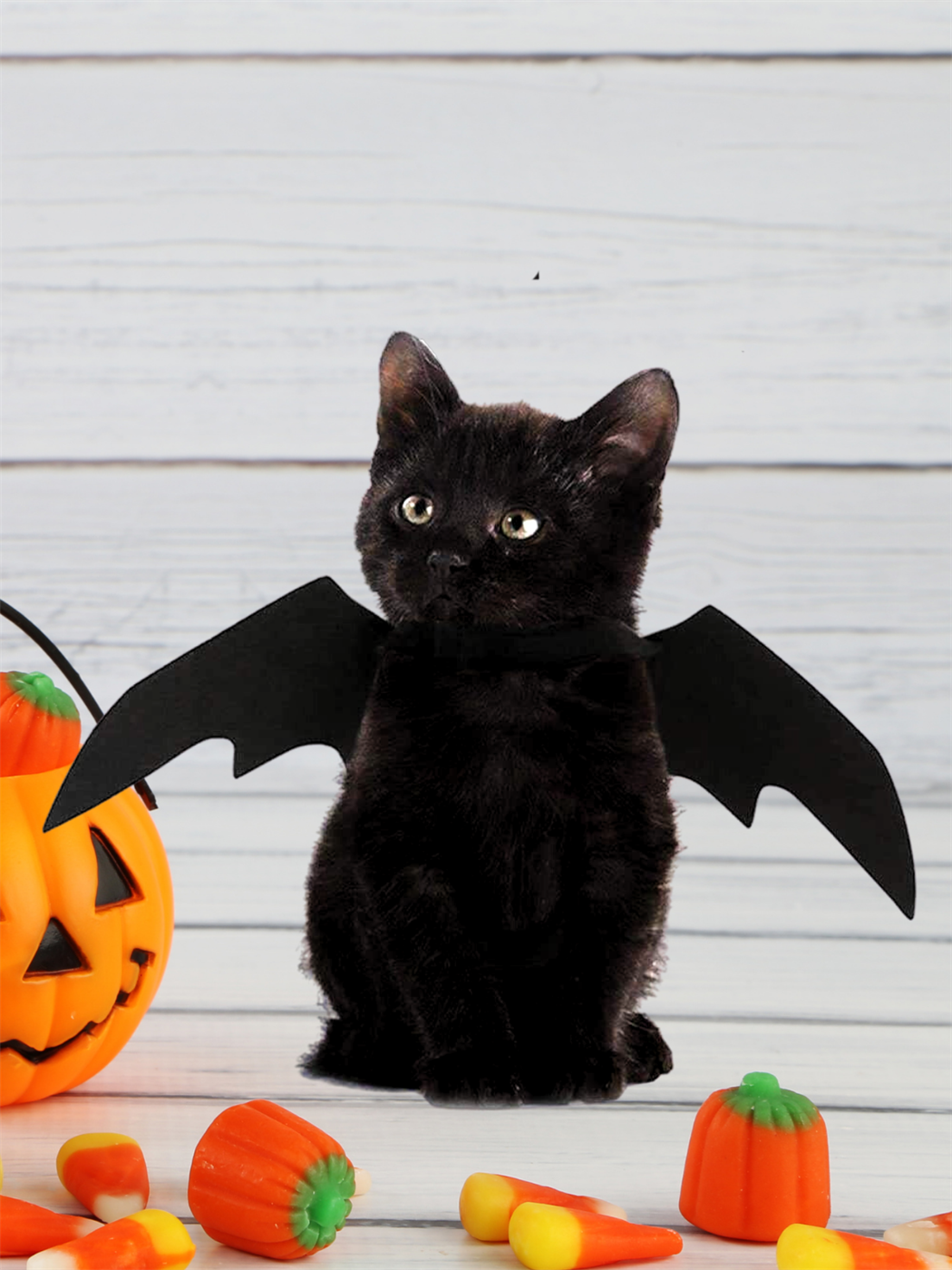 Kedi Kostümü, Kedi Elbisesi, Kedi Kıyafeti ,Kedi kanatlı Yarasa Modeli  Kumaş,halloween ,M 