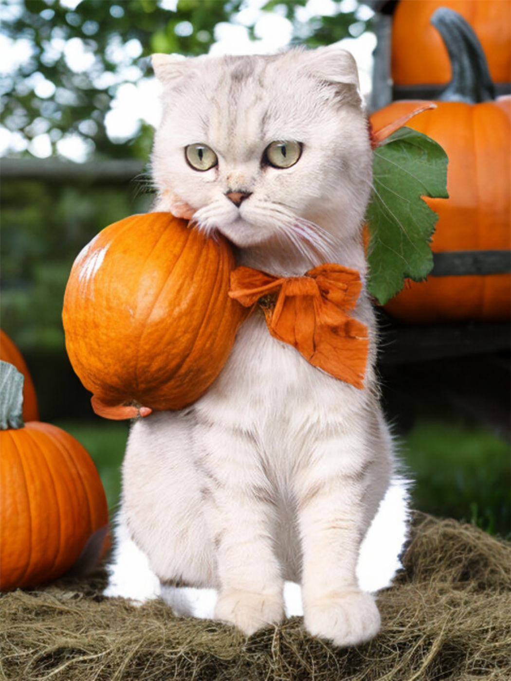 Kedi Kostümü, Kedi Elbisesi, Kedi Kıyafeti ,Şapkalı Takımı  Kumaş,halloween Temalı, M Beden 