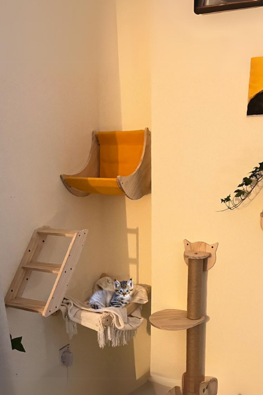 Kedi yatağı Kedi evi Kedi tırmalama ve Kedi duvar oyun seti Bushop Moonlight 4 Parça Set