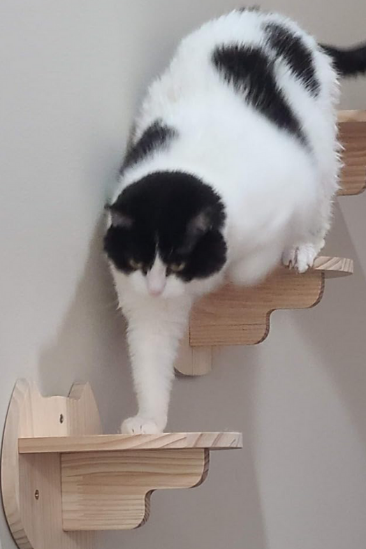 Kedi parkuru kedi yatağı kedi evi kedi duvar tırmanma oyun seti half moon modeli