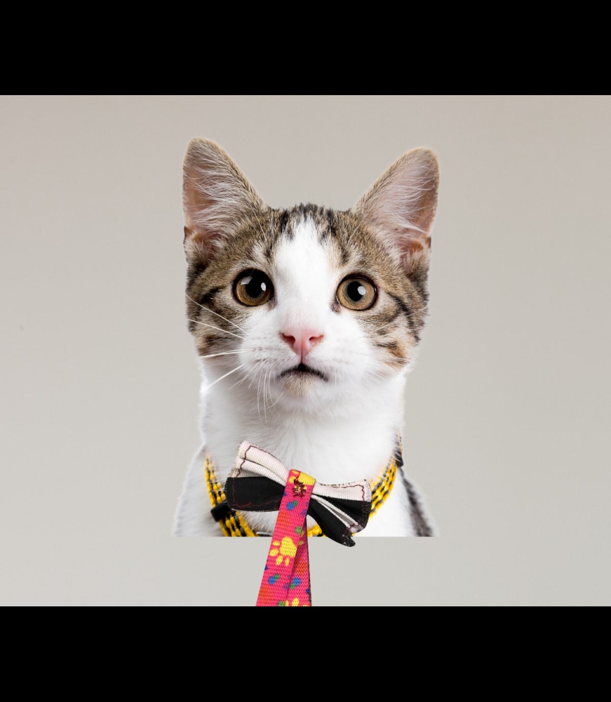 Kedi tırmalama tahtası dikdörtgen eko model + Papyon Hediyeli BuShop Doğal ahşap + Duvar dübeli + vida.