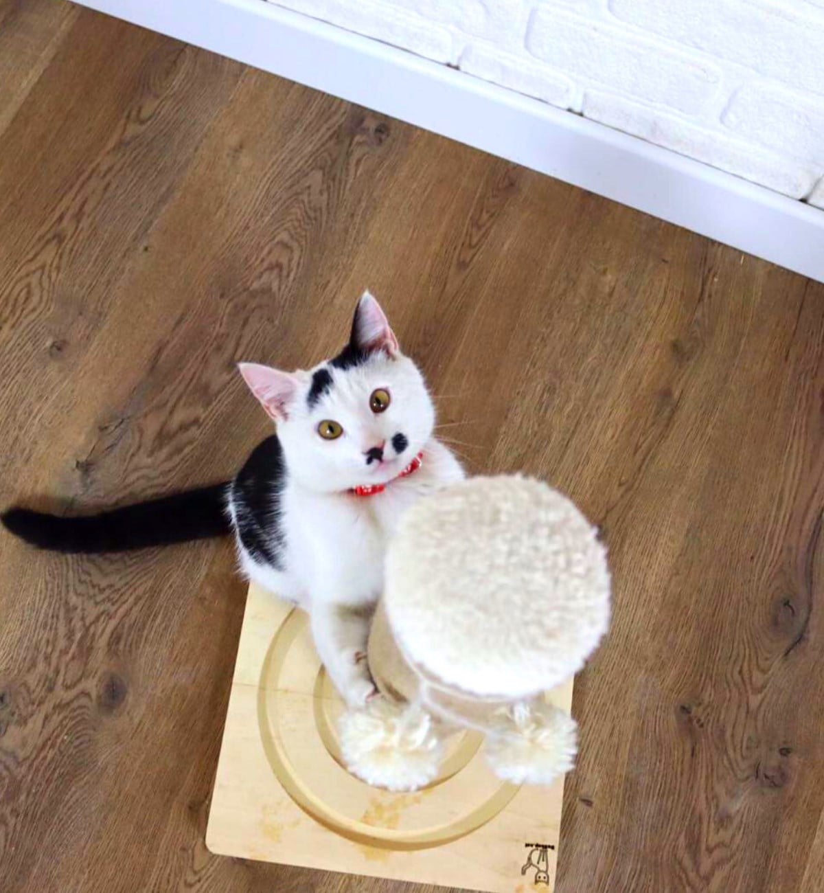 Kedi tırmanma tahtası Kedi tırmalama tahtası  55cm, Doğal Ahşap, Premium Kalite Kahverengi