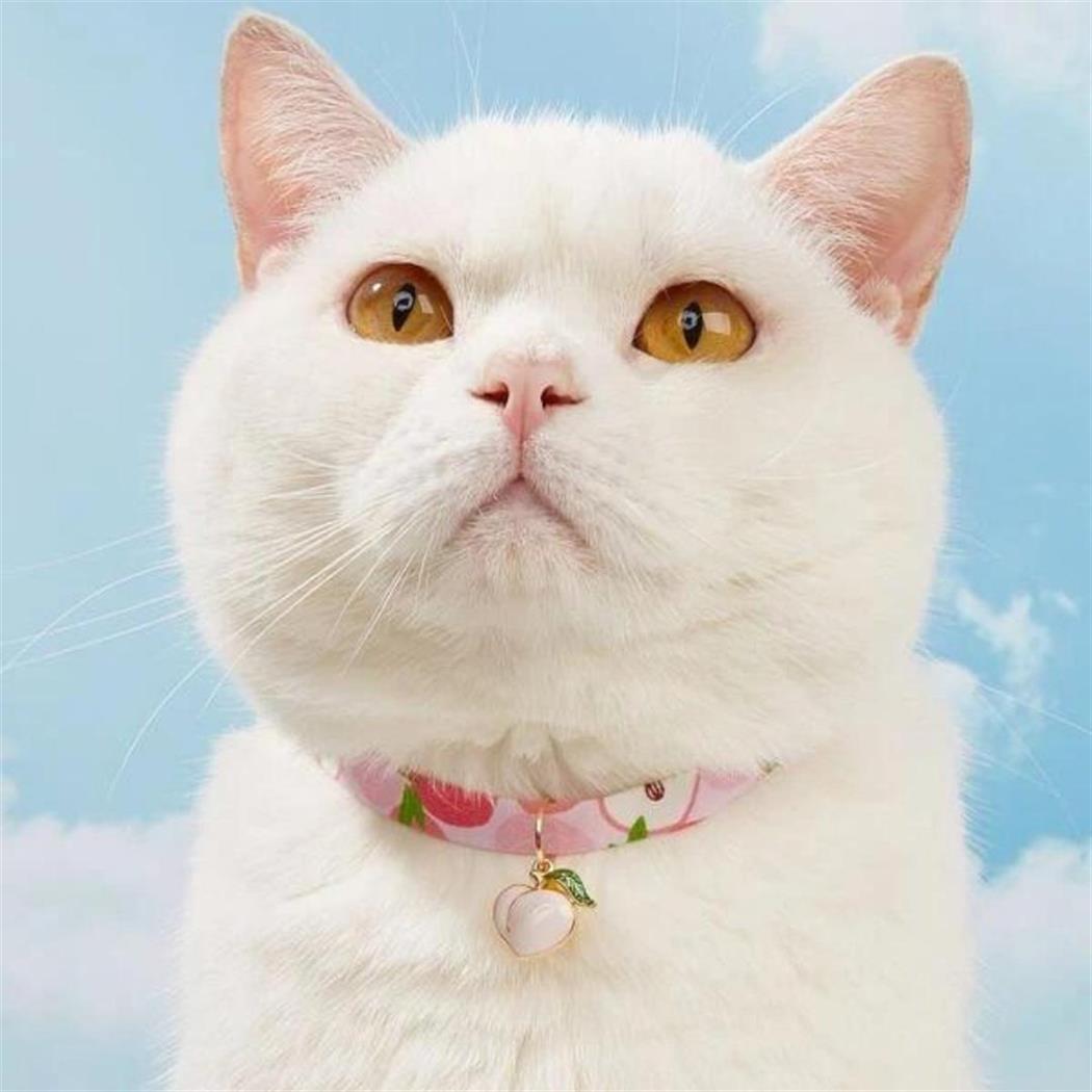 Kedi ve Köpek Boyun Tasması Şeftali Desenli M  Bushop 