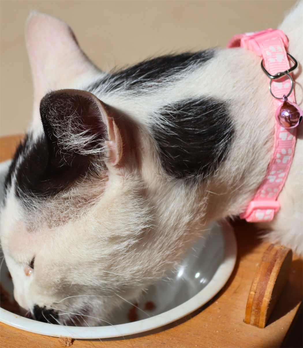 Kedi ve Köpek Boyun Tasması Pati Desenli ve Zilli-Pembe