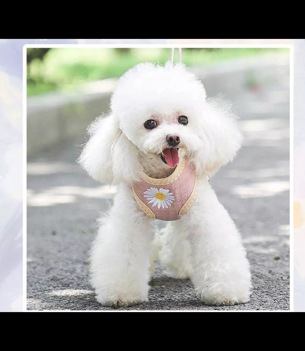 Kedi ve Yavru Köpek Göğüs Tasması Gezdirme Seti Papatya modeli pembe S BuShop