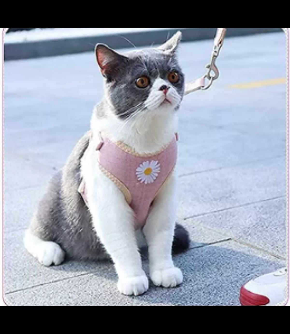 Kedi ve Yavru Köpek Göğüs Tasması Gezdirme Seti Papatya modeli pembe M BuShop