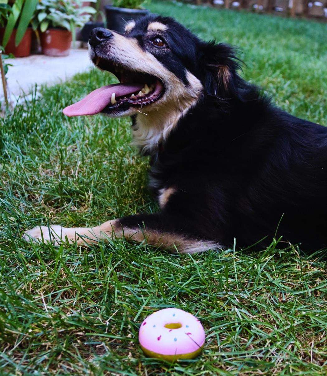 Köpek diş temizleyici ve çiğneme oyuncağı-Sağlam yapı-Estetik görünüm-Bushop Donut Pembe