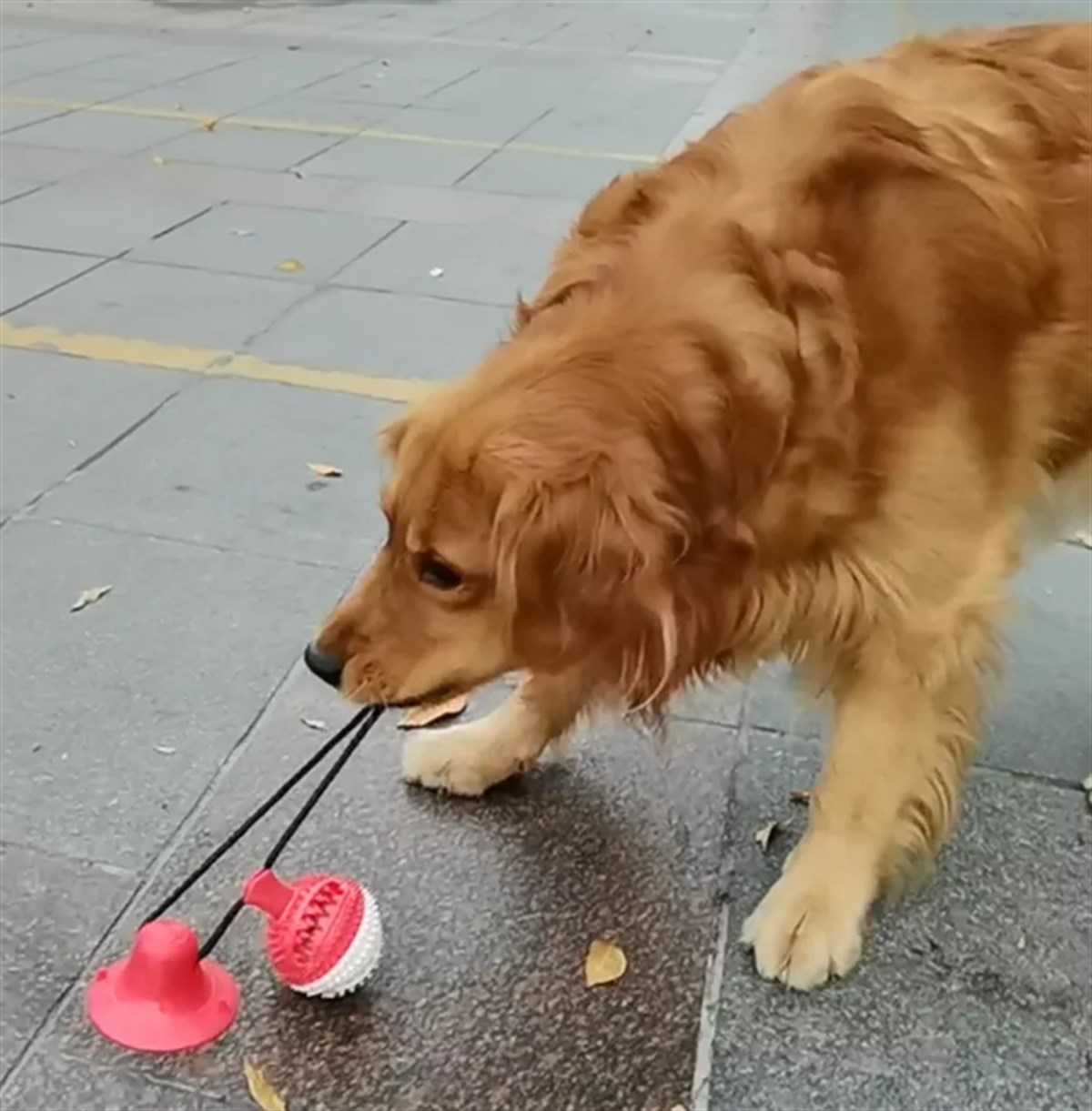 Köpek Eğitim Oyuncağı BuShop Kırmızı Otomatik Top ve Mama verir