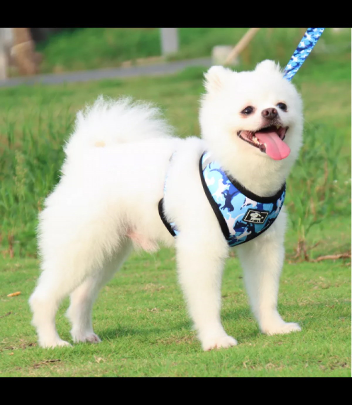 Köpek Göğüs tasması Koşu Takımı Dörtlü set BuShop M Mavi