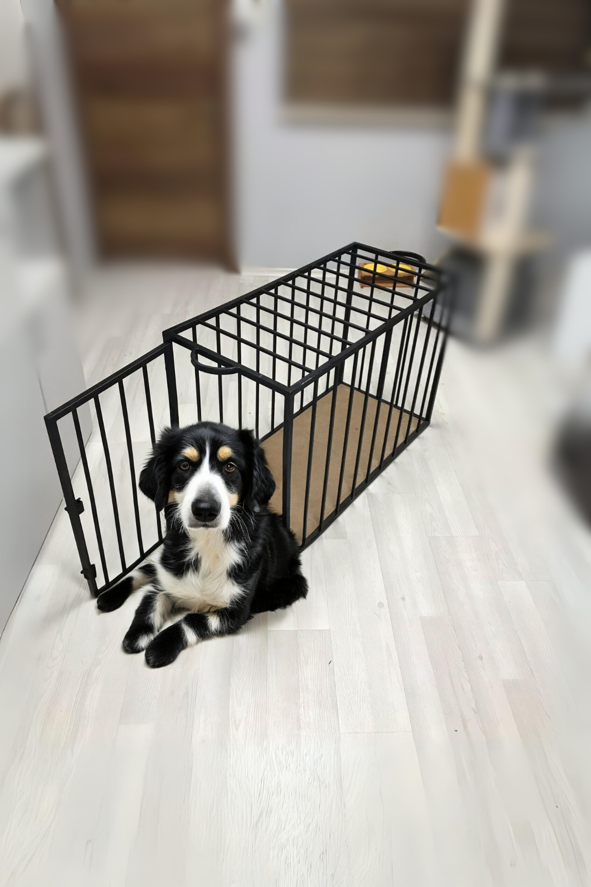 köpek kafesi köpek evi köpek çiti köpek kafesi demir 
