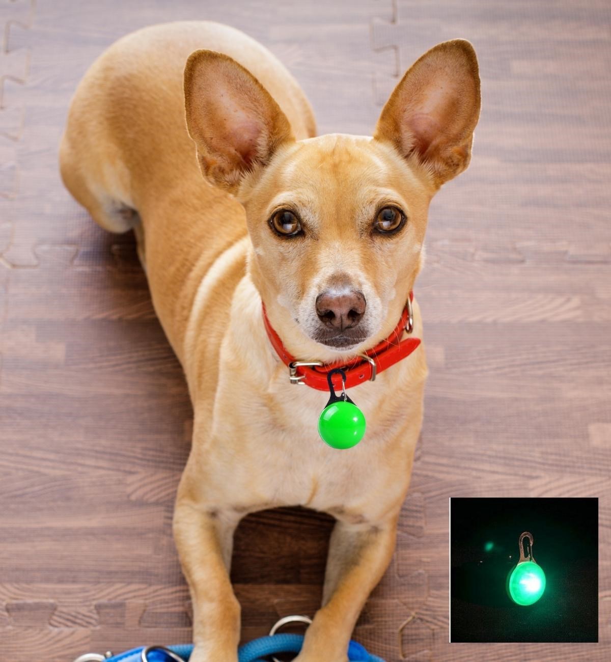 Köpek Kedi Işıklı Tasma Ucu BuShop Pilli Ledli Flaşör Mavi