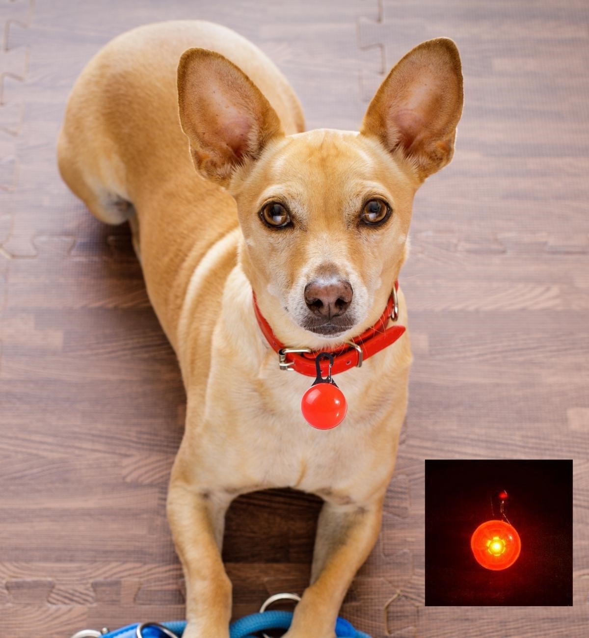 Köpek Kedi Işıklı Tasma Ucu BuShop Pilli Ledli Flaşör Kırmızı