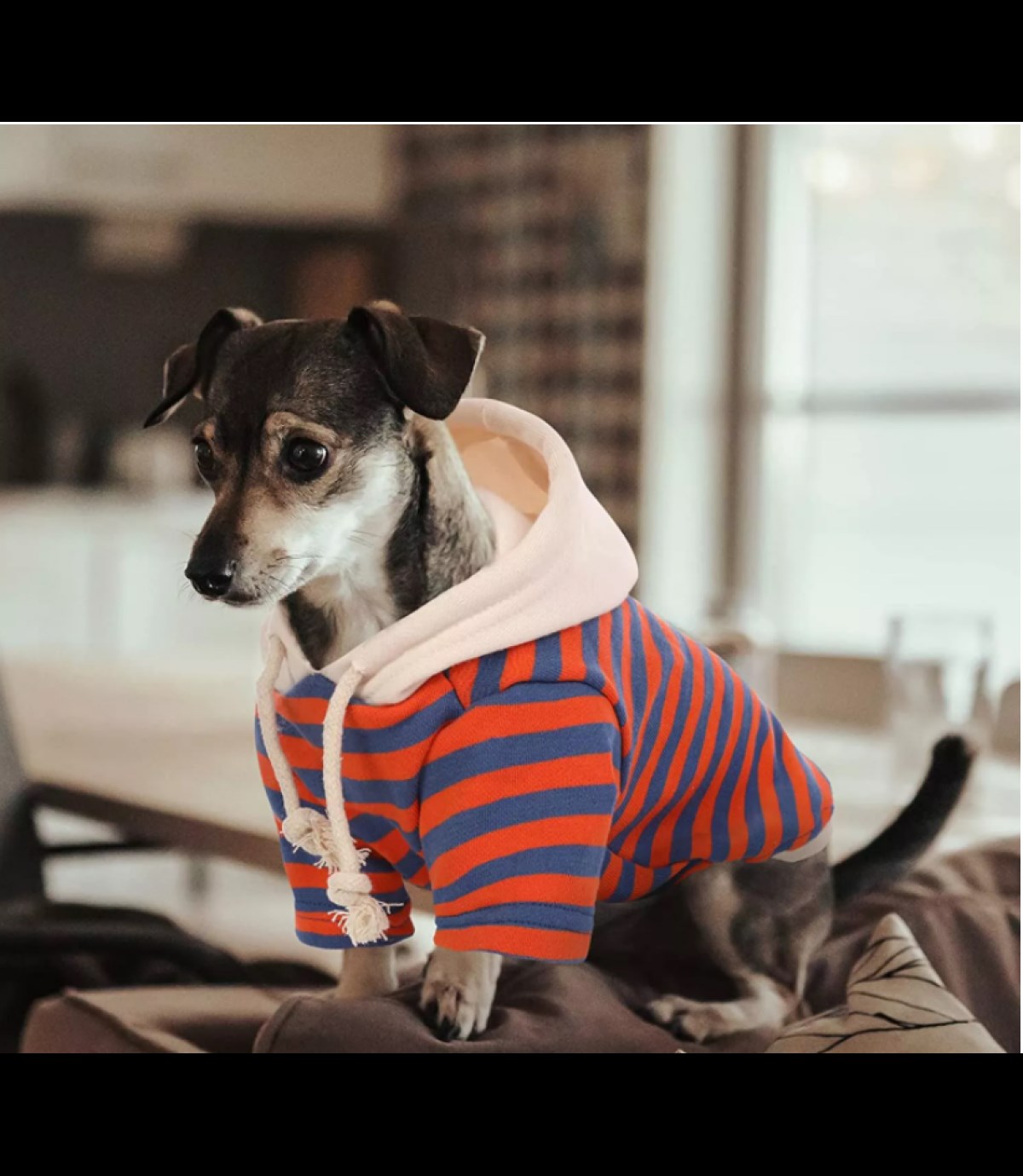Köpek kıyafeti Kapüşonlu sweat & Lüx Kumaş Small