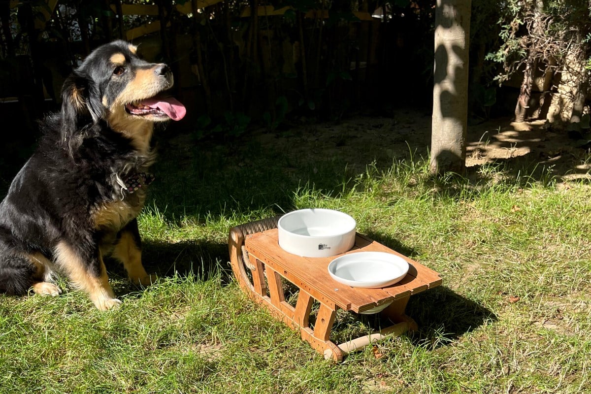 Köpek Mama ve Su Kabı  BuShop Lüx Ahşap  Seramik Kase Özel Tasarım Kızak Modeli