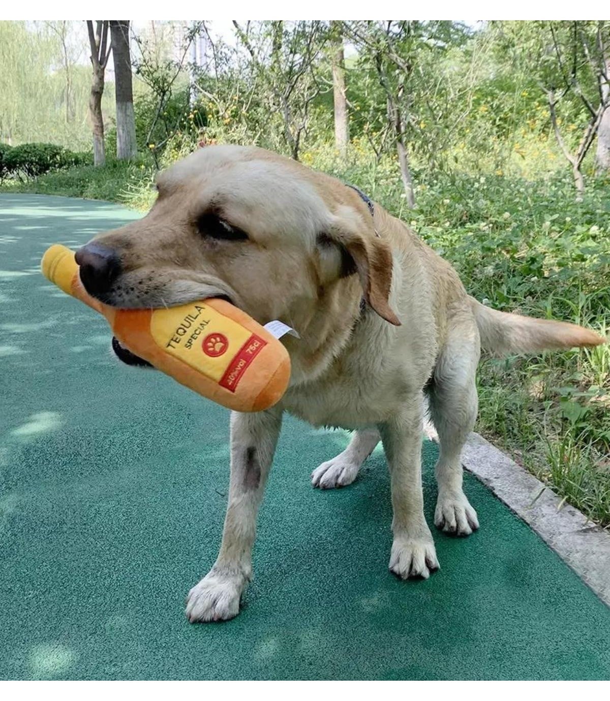 Köpek diş temizleme ve çiğneme oyuncağı-Sağlam yapı-26CM-Şık Tasarım-Bushop Tequila