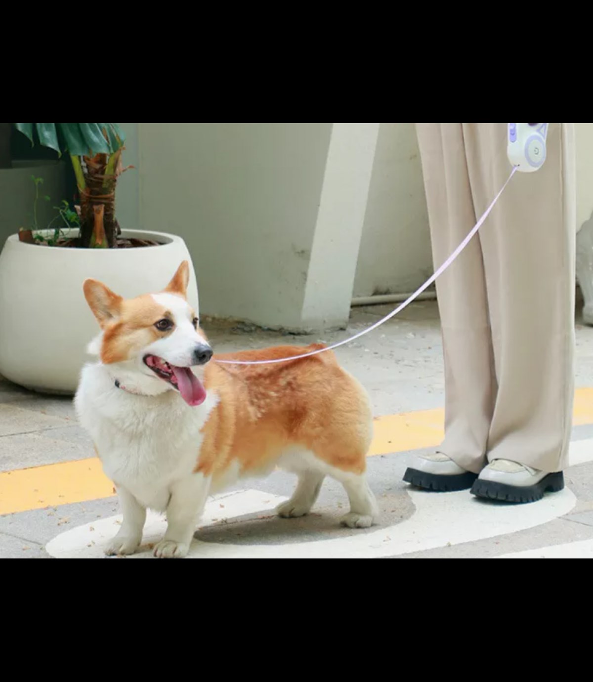 Otomatik Geri Çekilebilir Ledli El Fenerli  Köpek Tasması BuShop 3m Mor
