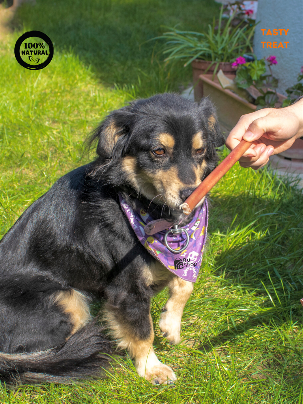 Köpek Ödülü Kolajen Çubuklar, Doğal Kurutulmuş, Küçük Köpek Irkları için İnce, 105gr Protein