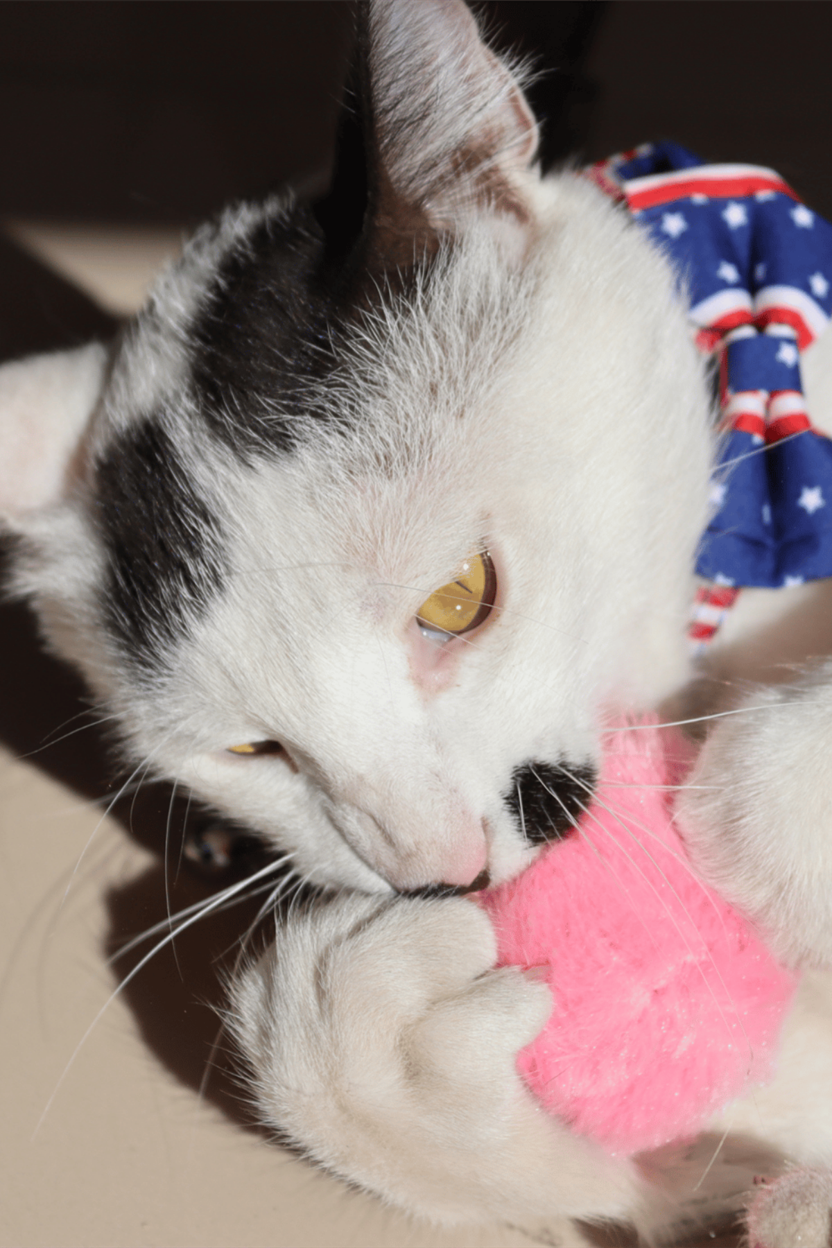Peluş kedi oyuncak İnteraktif kedi oyuncağı Gerçek Kuş Sesli - Pembe