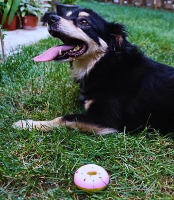  Köpek diş temizleyici ve çiğneme oyuncağı-Sağlam yapı-Estetik görünüm-Bushop Donut Çikolata