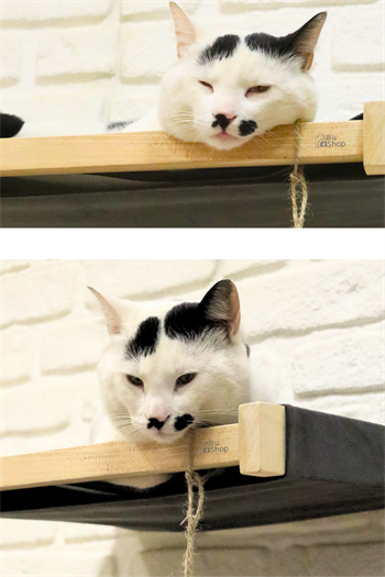 Kedi evi Kedi merdiveni ve Kedi yatağı takımı Duvara Monte Kedi Hamağı Bushop Kuş 6 Parça