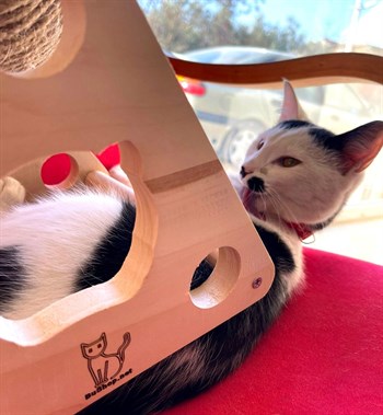 Evcil hayvan oyuncak Tırmanma ipinden hasır top, BuShop Doğal ahşap kedi oyuncağı