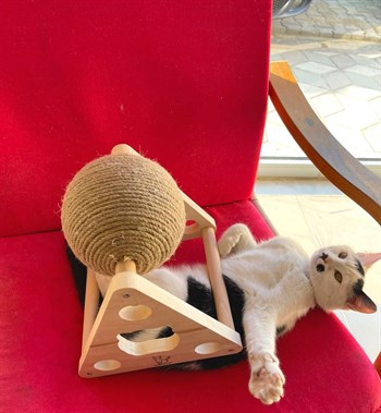 Evcil hayvan oyuncak Tırmanma ipinden hasır top, BuShop Doğal ahşap kedi oyuncağı