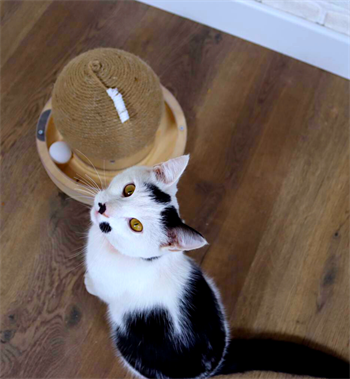 Kedi tırmalama kedi oyuncakları  kedi tırmalama tahtası BuShop Kubbe kedi oyuncak