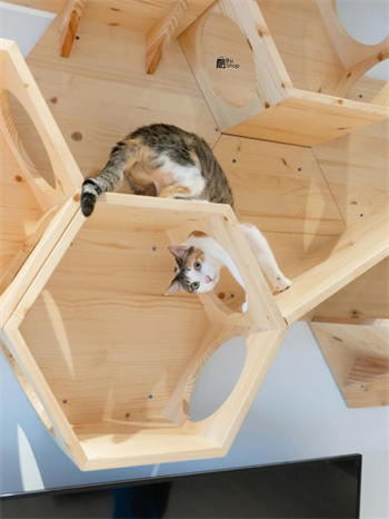 Kedi duvar yatağı, Kedi duvar parkuru, Kedi duvar evi, Petek Kedi Rafı, Birbirine eklenebilir, BuShop Ahşap Petek Tek Adet.