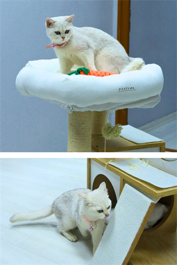Kedi evi Kedi yatağı Kedi Tırmalama Evi Patiyol Modern Loft Kedi Oyun Evi