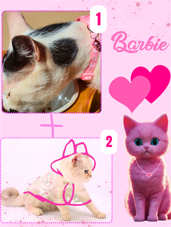 Kedi kıyafeti, kedi yağmurluk,Kedi elbisesi M kedi tasması, kedi künyesi,2 li set  Barbie pro serisi 