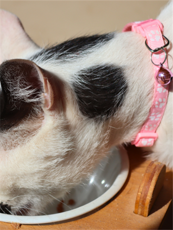 Kedi kıyafeti, kedi yağmurluk,Kedi elbisesi M kedi tasması, kedi künyesi,2 li set  Barbie pro serisi 