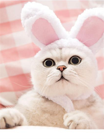 Kedi kıyafeti,kedi şapkası M kedi aksesuarları,M kedi oyuncağı, kedi peluş top oyuncak,kedi otomatik oyuncağı,kedi eğitici oyuncak 2 li set  Barbie serisi