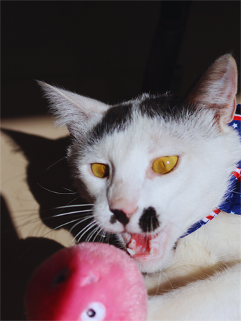 Kedi kıyafeti,kedi şapkası M kedi aksesuarları,M kedi oyuncağı, kedi peluş top oyuncak,kedi otomatik oyuncağı,kedi eğitici oyuncak 2 li set  Barbie serisi