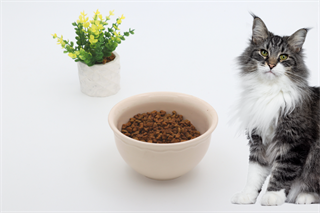 Kedi köpek mama kasesi 14cm  Krem Seramik Yüksek Kalite BuShop