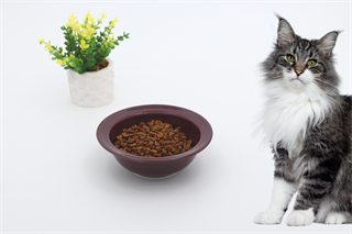 Kedi köpek mama kasesi 15cm Bordo Seramik Yüksek Kalite BuShop