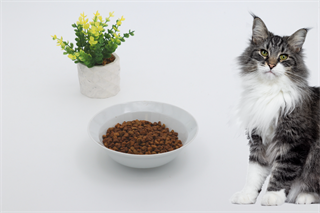 Kedi köpek mama kasesi 15cm  Melamin Yüksek Kalite BuShop